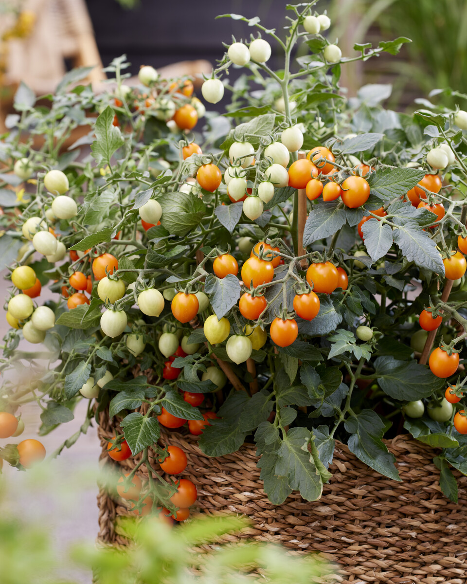 Das Sind Die Neuen Goldmedaillen-Gewinner! - DEGA GARTENBAU - Fachmagazin